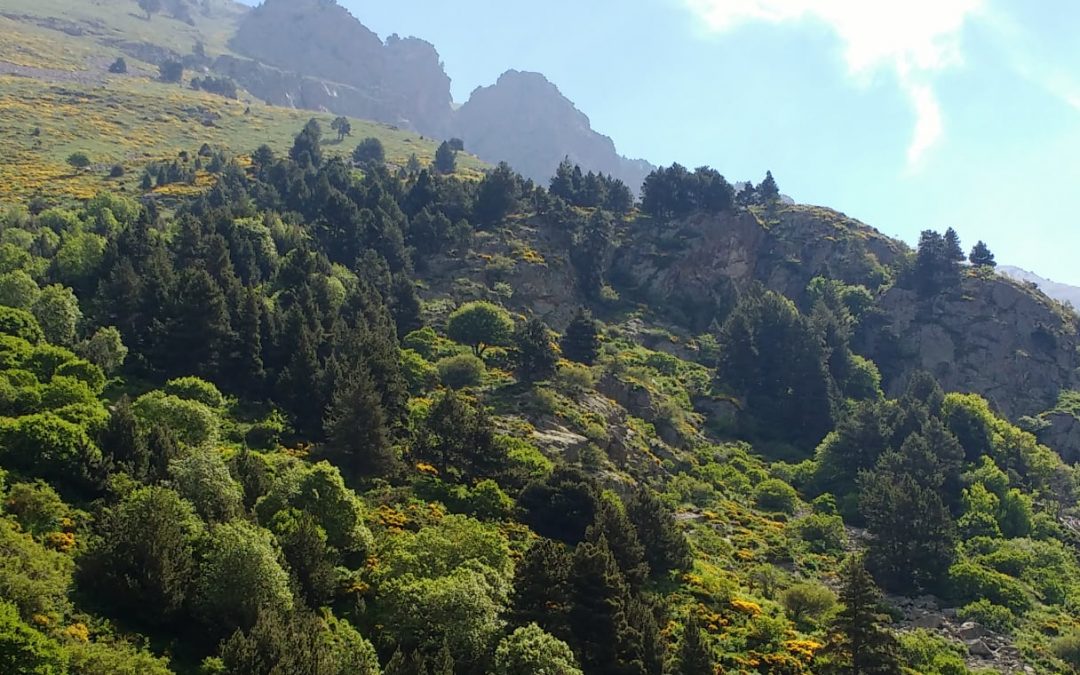 LES PYRÉNÉES CATALANES